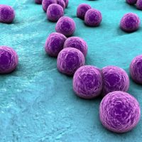 Bacteria Staphylococcus aureus on the surface of skin or mucous membrane, 3D illustration