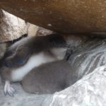 Chick penguins resting in burrow at Emu Bay 2015