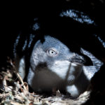 Little Penguin_Troubridge Island South Australia 2018