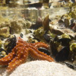 Seastar and mussels