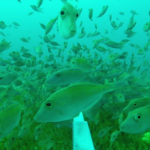 vlcsnap-2015-10-12-08h23m54s136 (1)