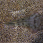 rsz_jonathan_sandoval-castillo_NEWS