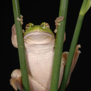 Frog photographed at Nga Manu Nature Reserve.
