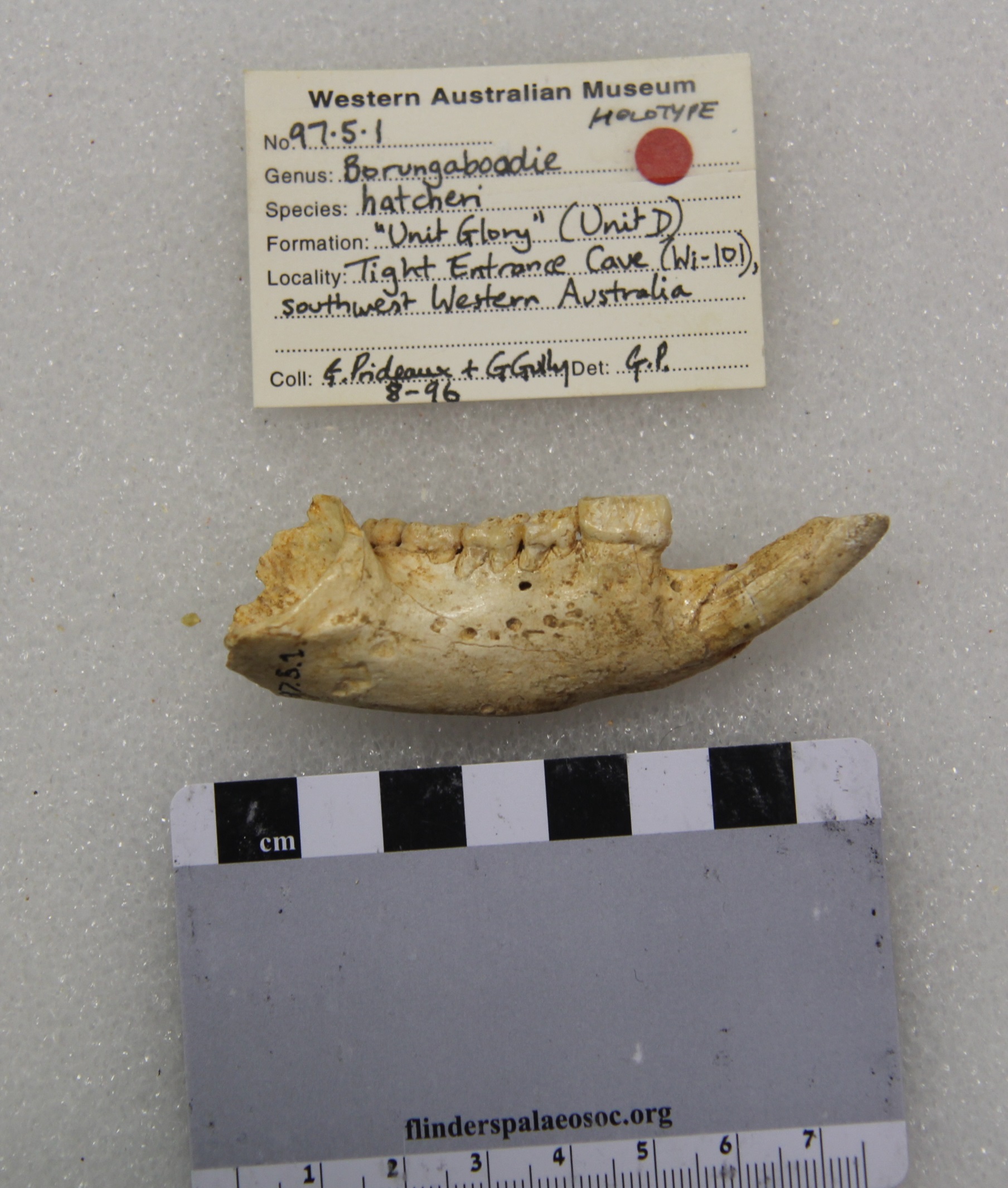 The holotype of Borungaboodie hatcheri, a right dentary from Tight Entrance Cave, southwestern WA.