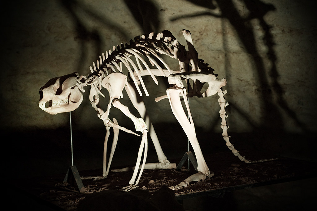 Simosthenurus occidentalis mounted skeleton at Naracoorte Caves, SA.