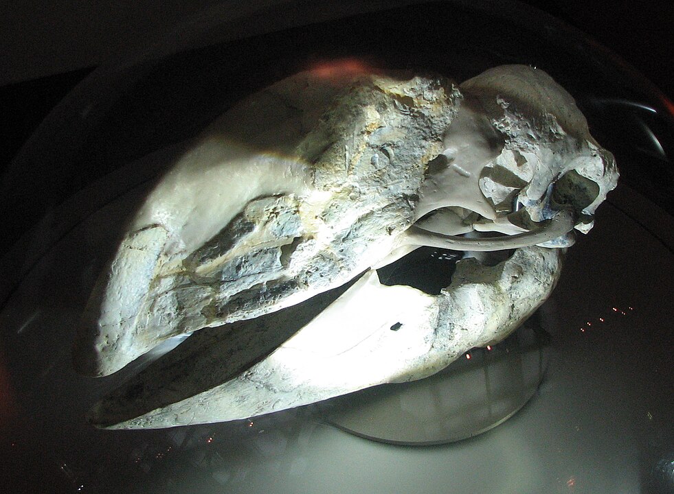 Skull of Dromornis planei