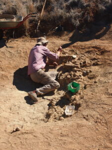 A palaeontologist excavates fossils in a sandy excavation pit surrounded by dry grasses. It is an arid enviroment.
