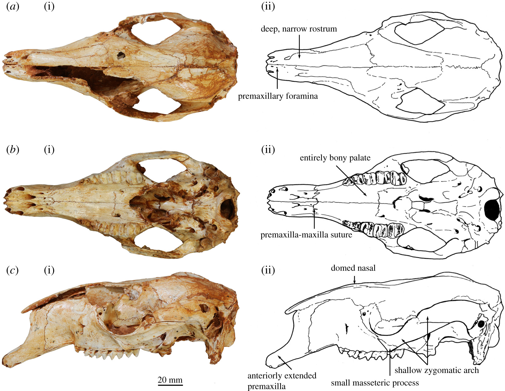 Figure showing photographs of the skull of Congruus kitcheneri with accompanying line figures describing the characters of the skull.