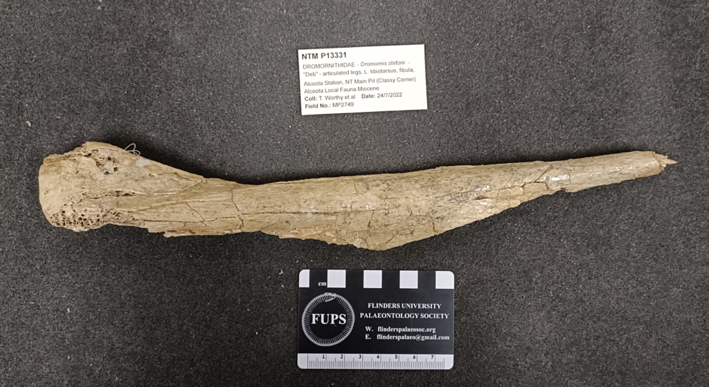 Left fibula of Dromornis stirtoni NTM P13331