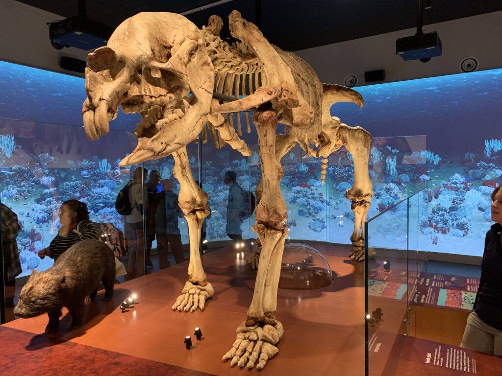 Life-sized cast of Diprotodon optatum skeleton from the Wellington Caves Ancient Landscapes gallery.