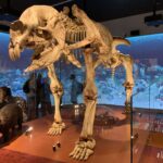 Life-sized cast of Diprotodon optatum skeleton from the Wellington Caves Ancient Landscapes gallery.