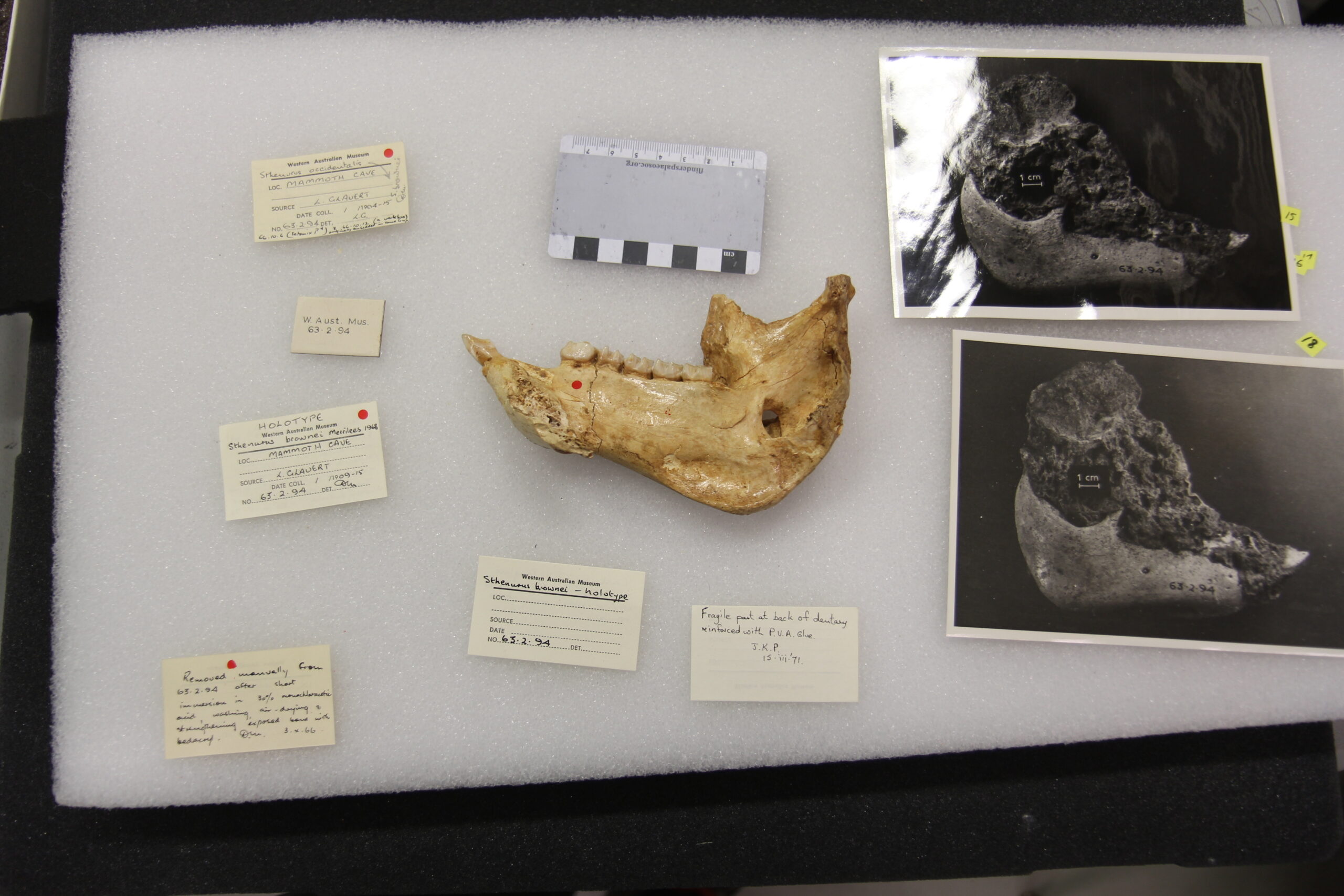 The holotype, a right dentary, of "Procoptodon" browneorum. From Mammoth Cave, WA.