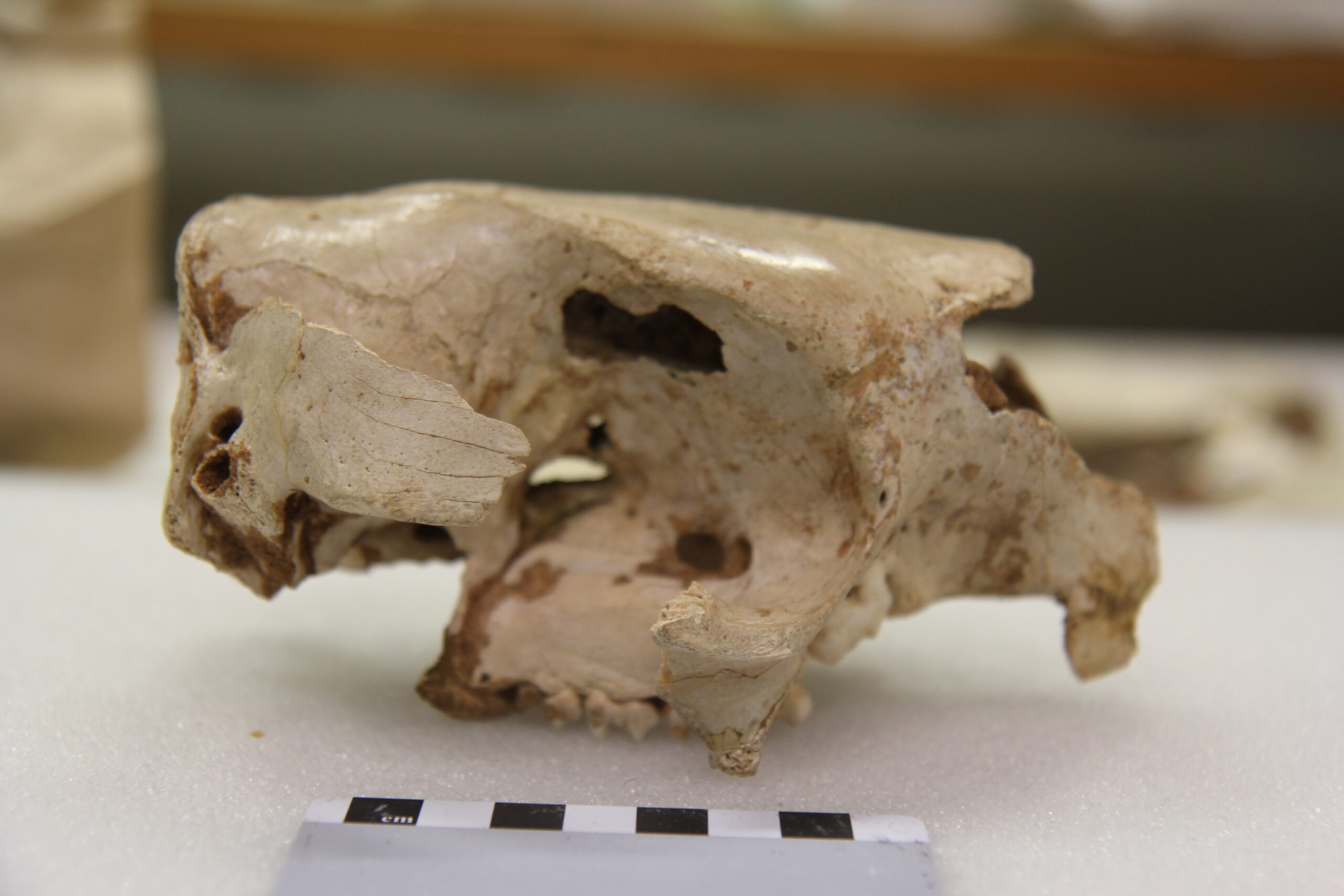Cranium of "Procoptodon" browneorum from Mammoth Cave, WA.
