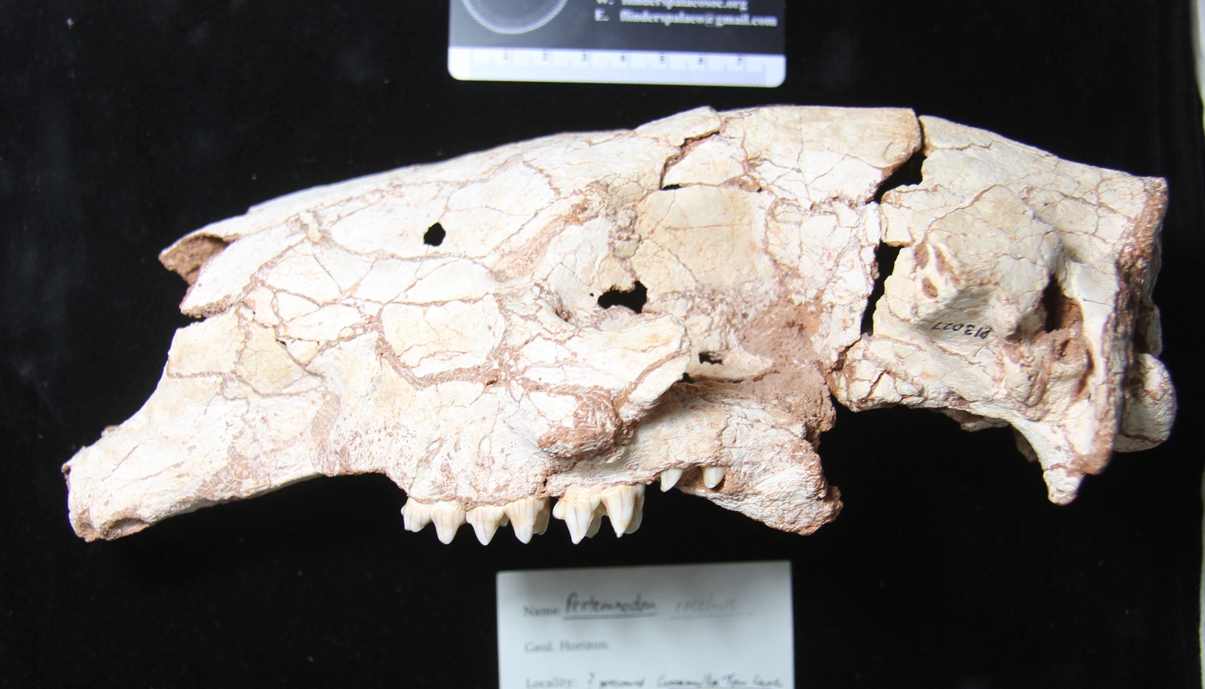 A partial skull of Protemnodon brehus from Curramulka Town Well Cave, Yorke Peninsula, SA. Photo by I. A. R. Kerr 2019.