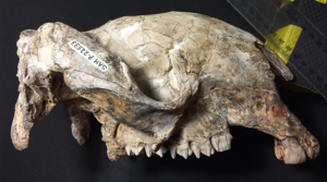 Sthenurus stirlingi cranium SAMA P22533