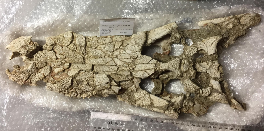 cranium of Australosuchus clarkae.