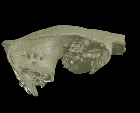Surface scan of the cranium of Vombatus hacketti